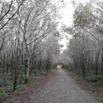 Ballyfad Wood Trail