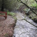 ballyfad-wood-trail-3